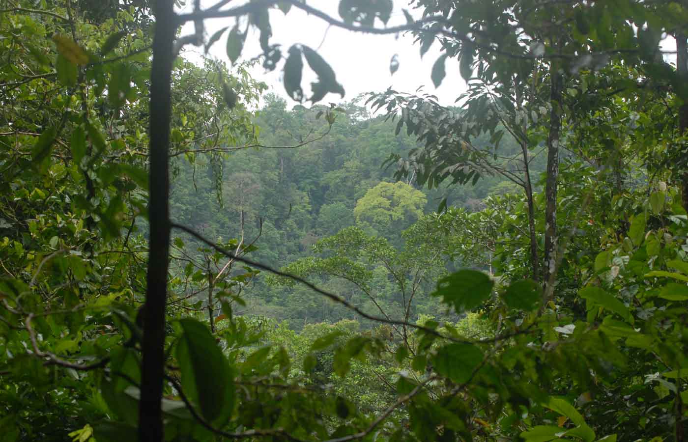 Bosque Estacion de Campo