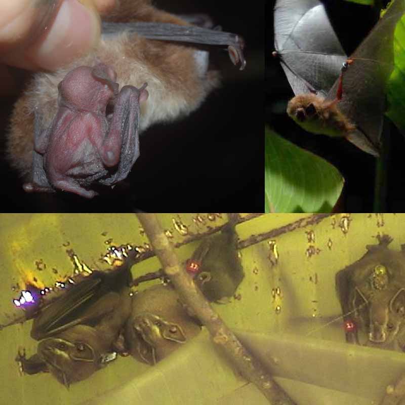 Temas de Investigacion